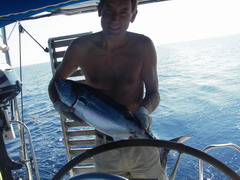 Sardinie tonijn aan dek.
