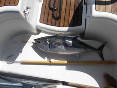 Sardinie tonijn en gaff.
